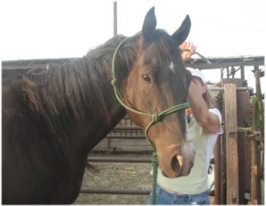 horse rescue