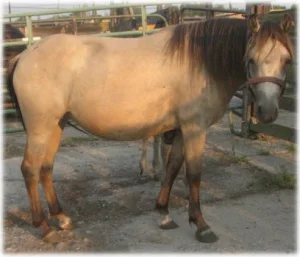horse rescue