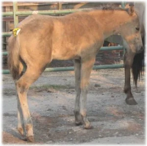 horse rescue