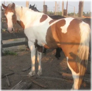 horse rescue