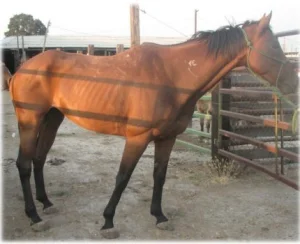 horse rescue
