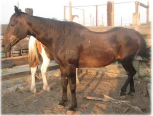 horse rescue