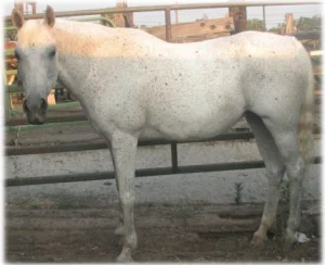 horse rescue