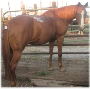 horse rescue