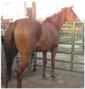 horse rescue