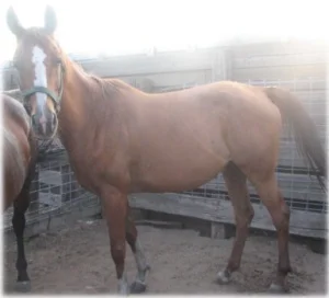 horse rescue