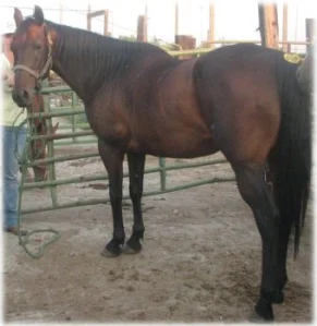 horse rescue