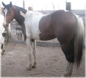 horse rescue