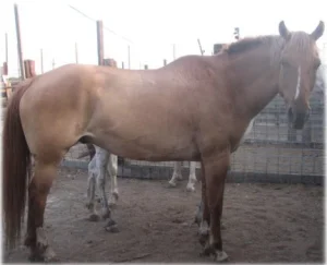 horse rescue