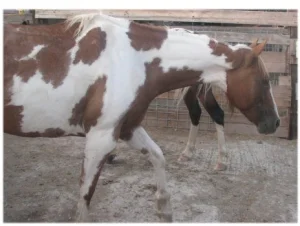 horse rescue