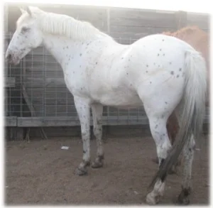 horse rescue