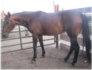horse rescue