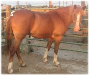 horse rescue