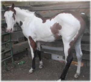 horse rescue