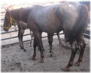 horse rescue