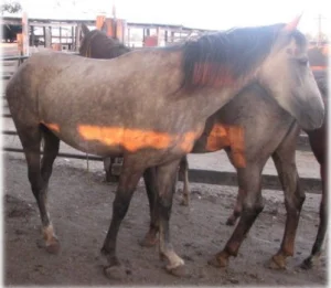 horse rescue