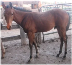 horse rescue