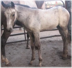 horse rescue