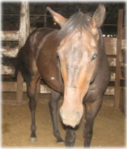 horse rescue