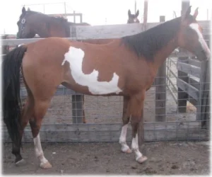 horse rescue