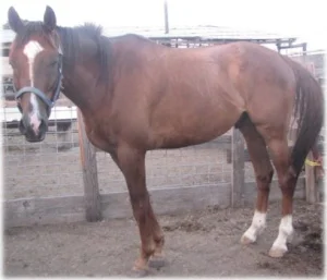 horse rescue