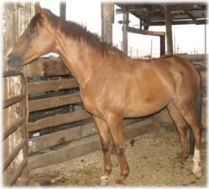 horse rescue