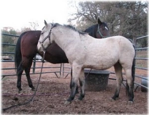 horse rescue