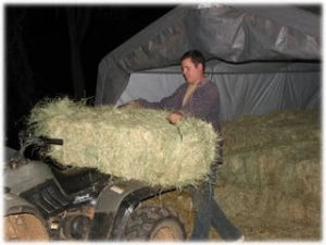 horse rescue