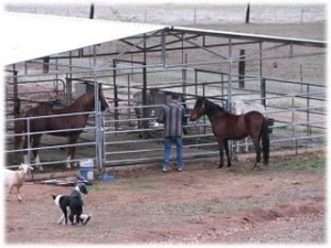 horse rescue