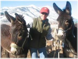 horse rescue