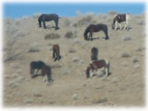 horse rescue