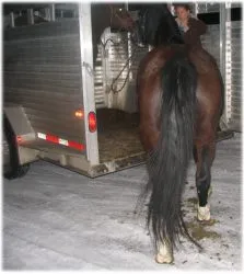horse rescue