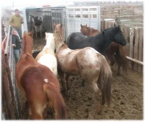 horse rescue
