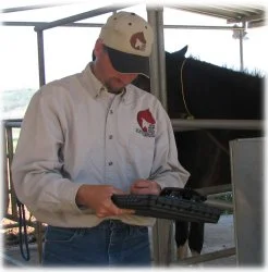 horse rescue