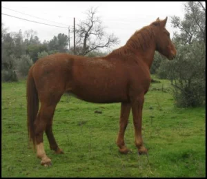 horse shelter