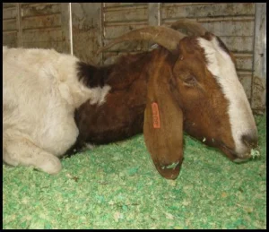 horse shelter