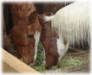 horse rescue