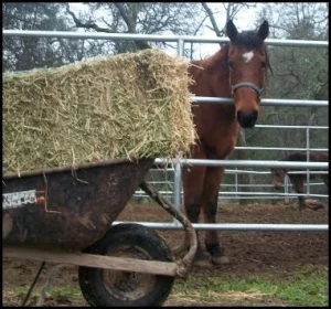 horse shelter