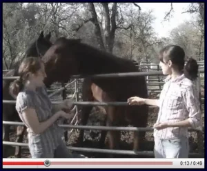 horse shelter