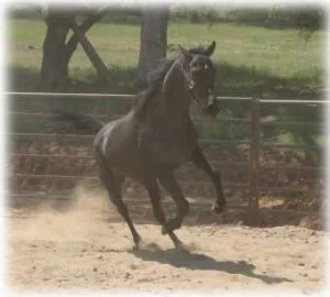 horse shelter