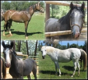 horse rescue