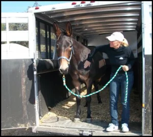 horse rescue