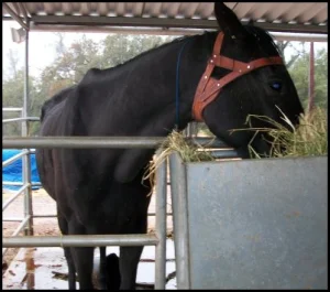 horse rescue