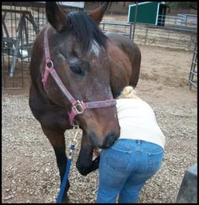 horse rescue