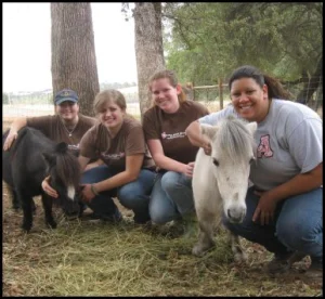 horse rescue