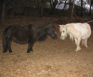 horse rescue