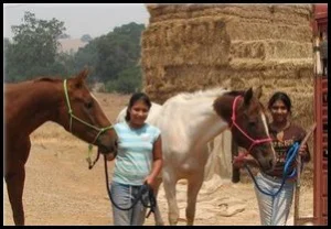 horse rescue