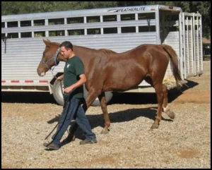 horse rescue