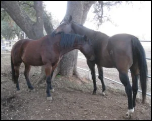 horse rescue