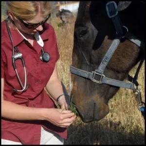 horse rescue